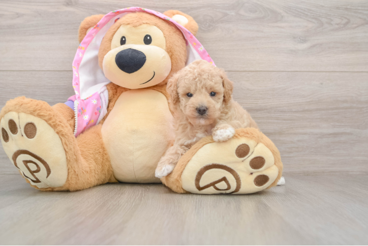 Fluffy Pudle Purebred Puppy