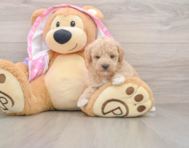 7 week old Poodle Puppy For Sale - Lone Star Pups
