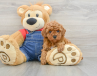 8 week old Poodle Puppy For Sale - Lone Star Pups