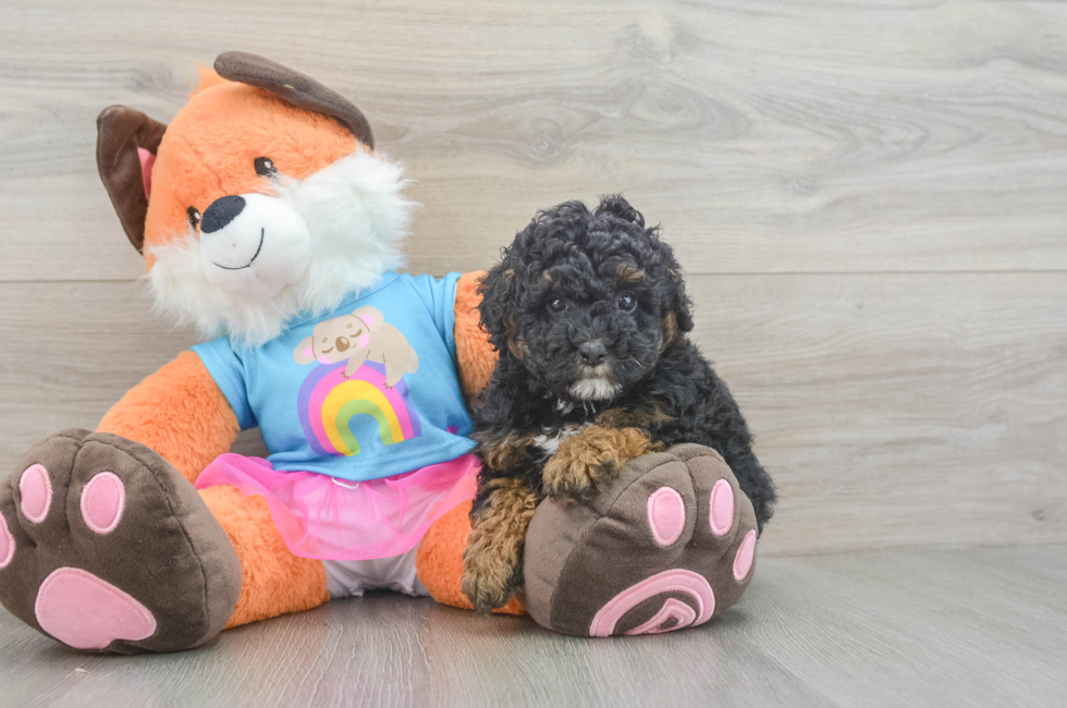 5 week old Poodle Puppy For Sale - Lone Star Pups