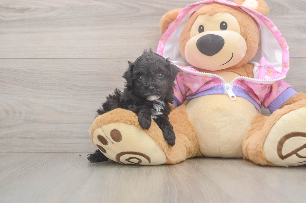 5 week old Poodle Puppy For Sale - Lone Star Pups