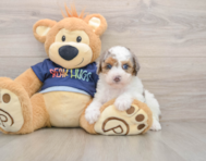 8 week old Poodle Puppy For Sale - Lone Star Pups