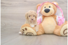 Hypoallergenic Poodle Purebred Pup