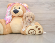 6 week old Poodle Puppy For Sale - Lone Star Pups