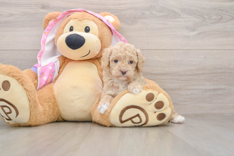 Poodle Pup Being Cute
