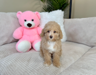 9 week old Poodle Puppy For Sale - Lone Star Pups