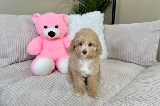 Best Poodle Baby