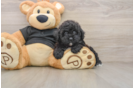 Poodle Puppy for Adoption