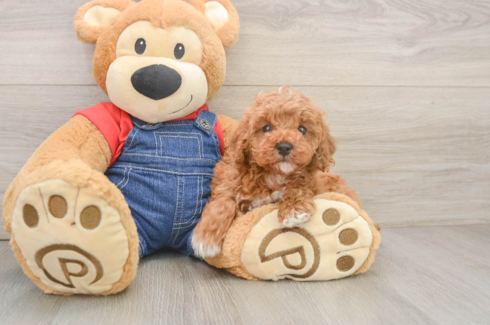 6 week old Poodle Puppy For Sale - Lone Star Pups