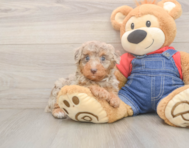 8 week old Poodle Puppy For Sale - Lone Star Pups