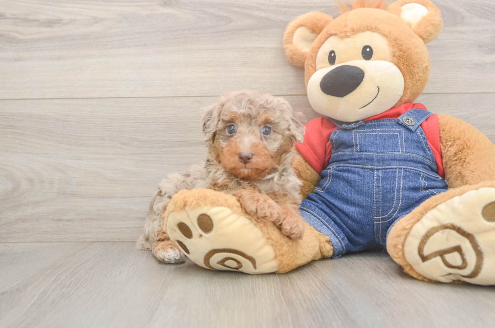 6 week old Poodle Puppy For Sale - Lone Star Pups