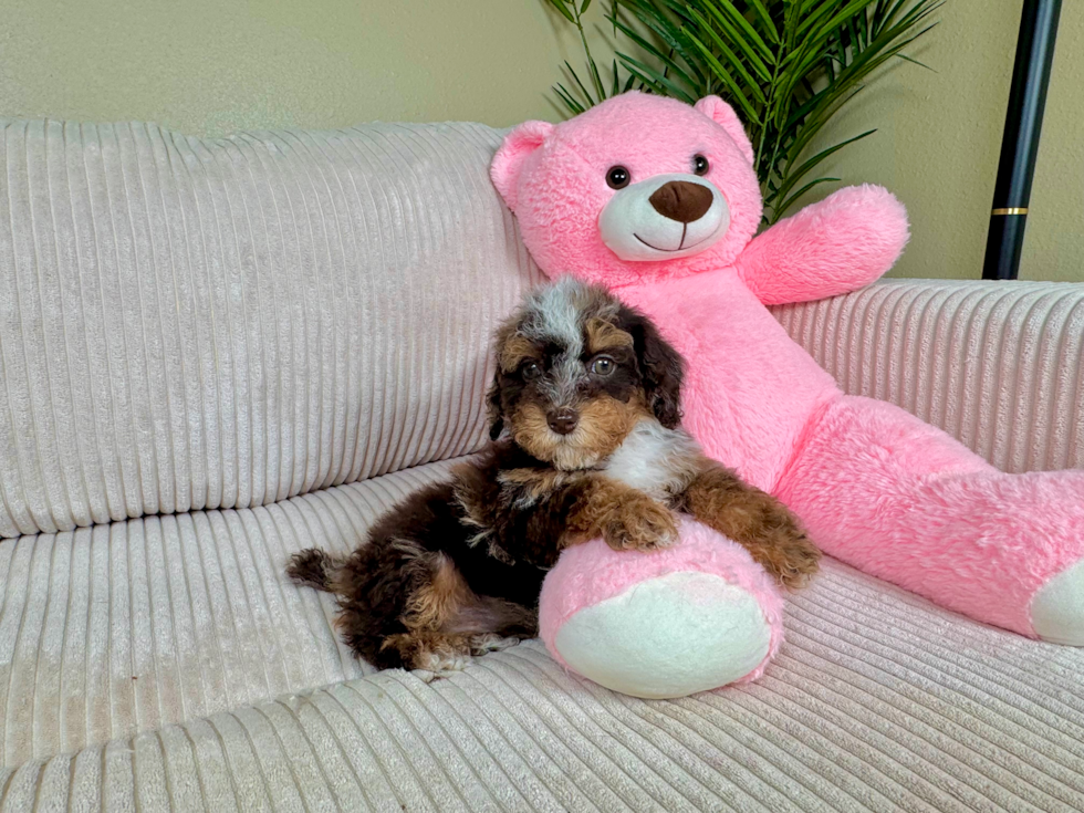 Cute Poodle Purebred Pup