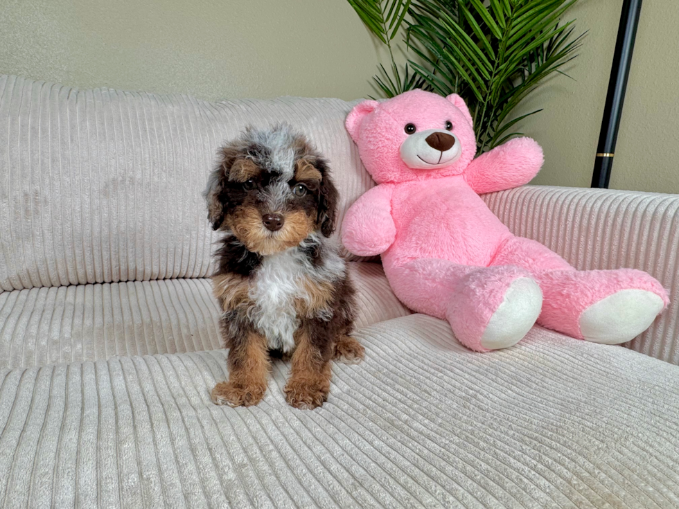 Cute Poodle Baby