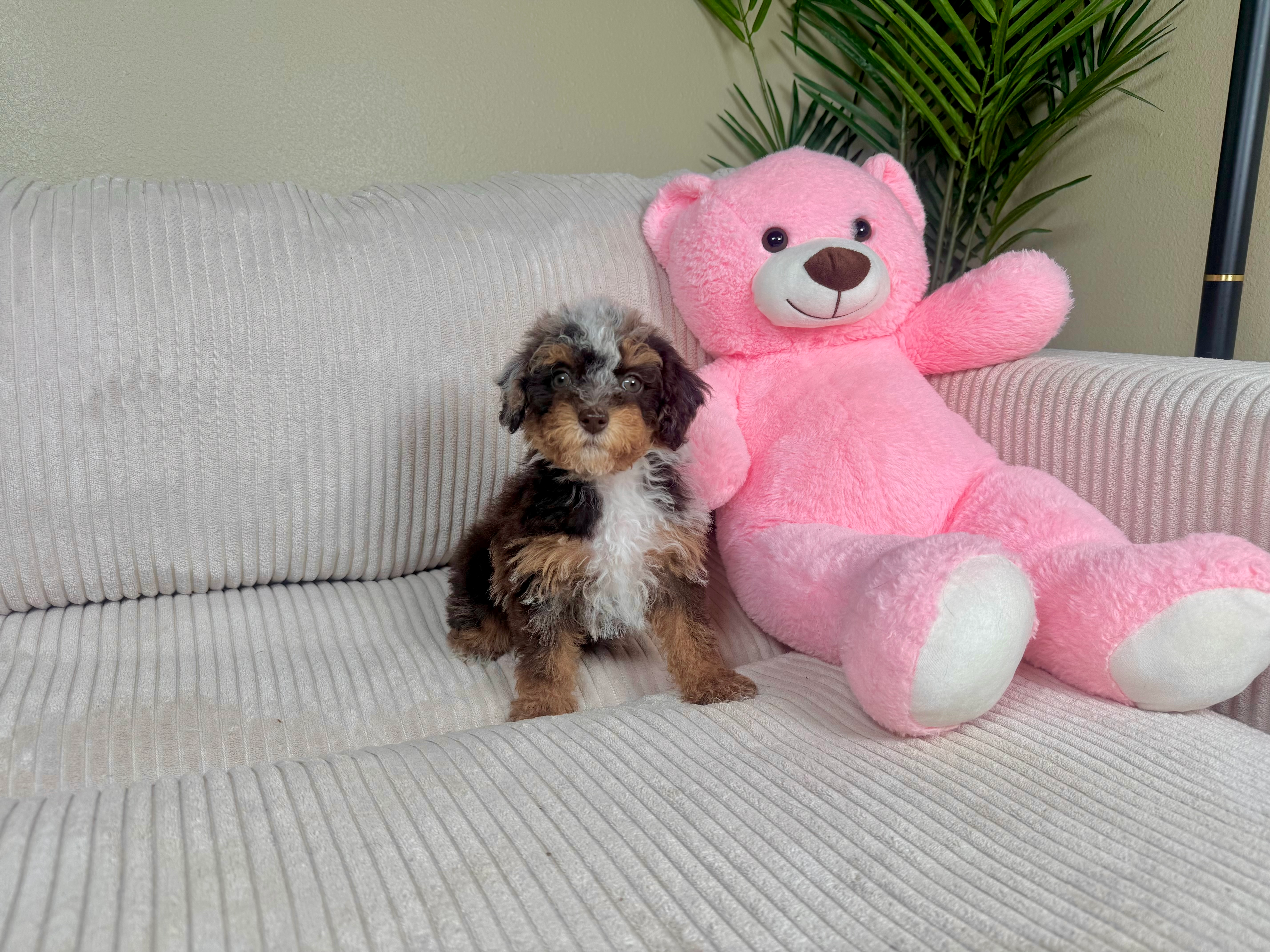 Cute Poodle Purebred Pup
