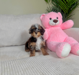 9 week old Poodle Puppy For Sale - Lone Star Pups