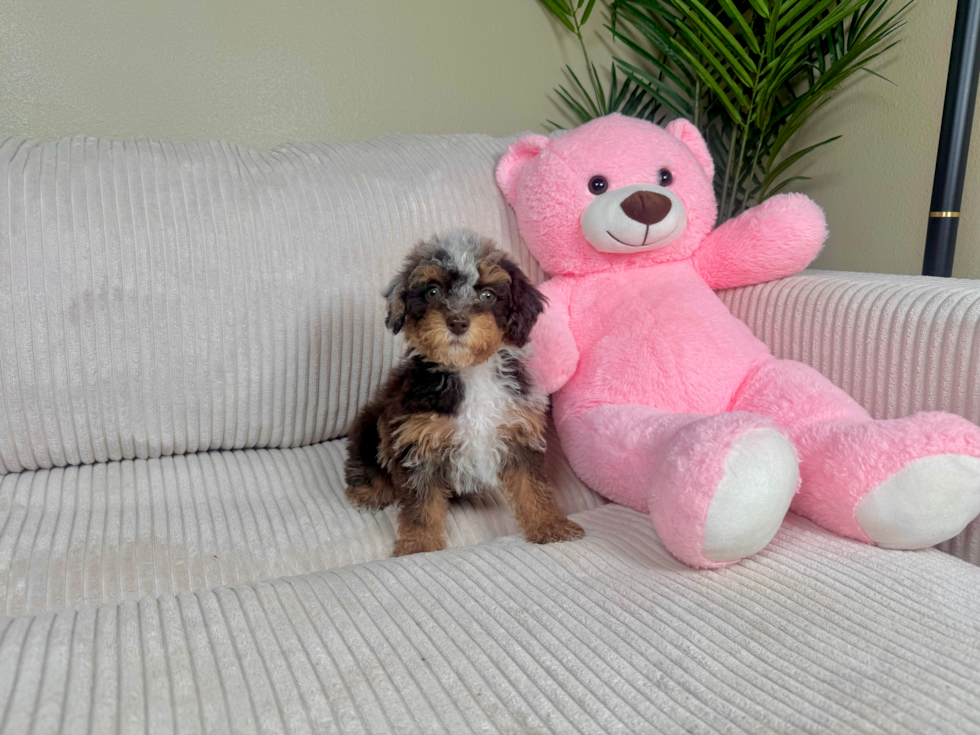 Cute Poodle Purebred Pup