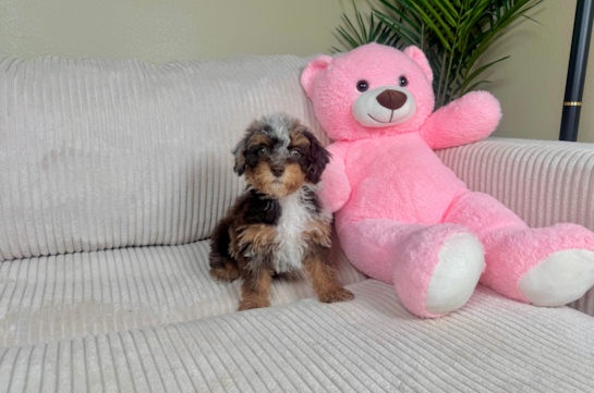 Poodle Pup Being Cute