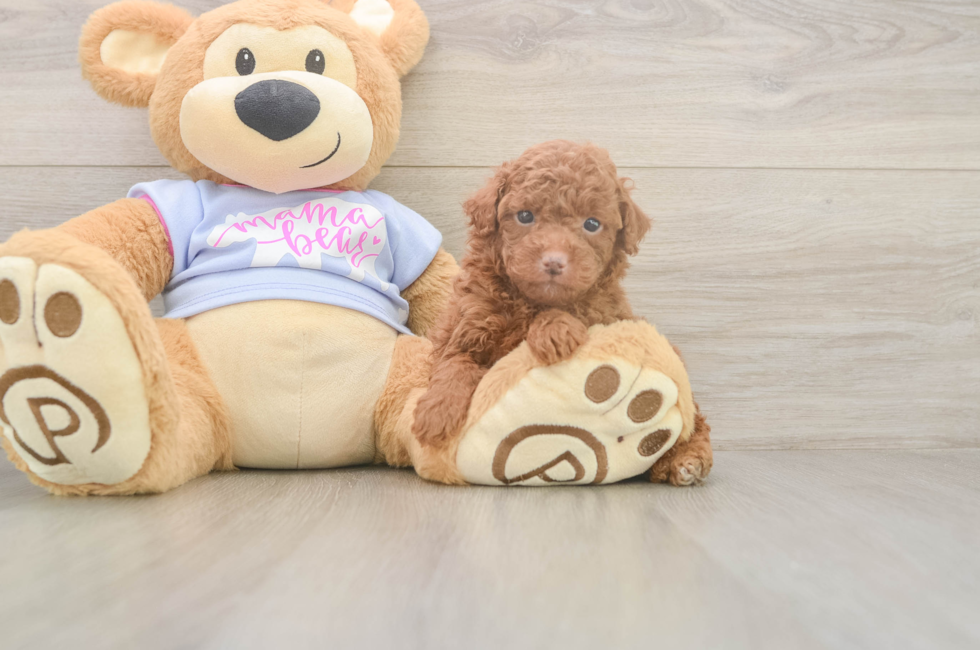 5 week old Poodle Puppy For Sale - Lone Star Pups