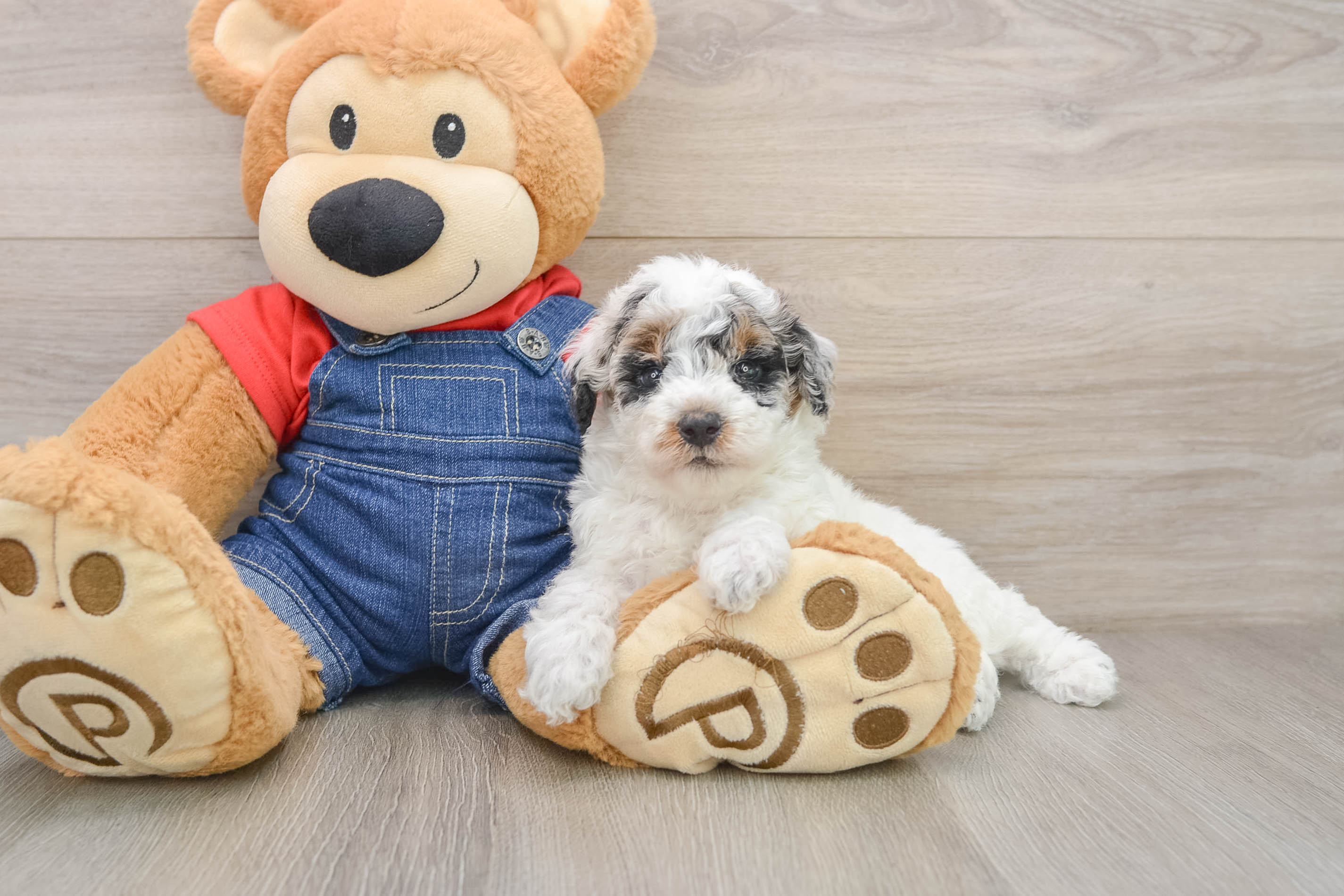 Funny Poodle Purebred Pup