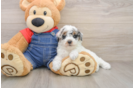 Funny Poodle Purebred Pup