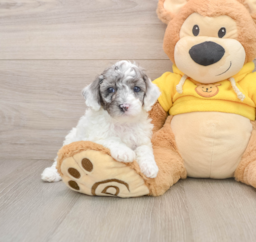 7 week old Poodle Puppy For Sale - Lone Star Pups