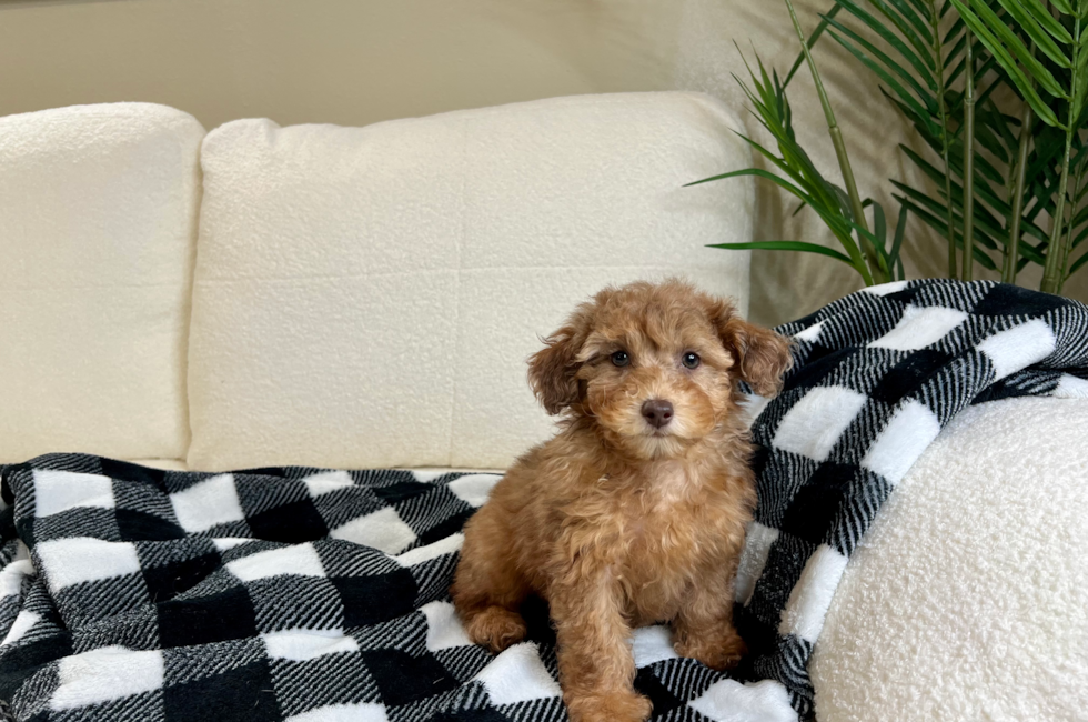 12 week old Poodle Puppy For Sale - Lone Star Pups