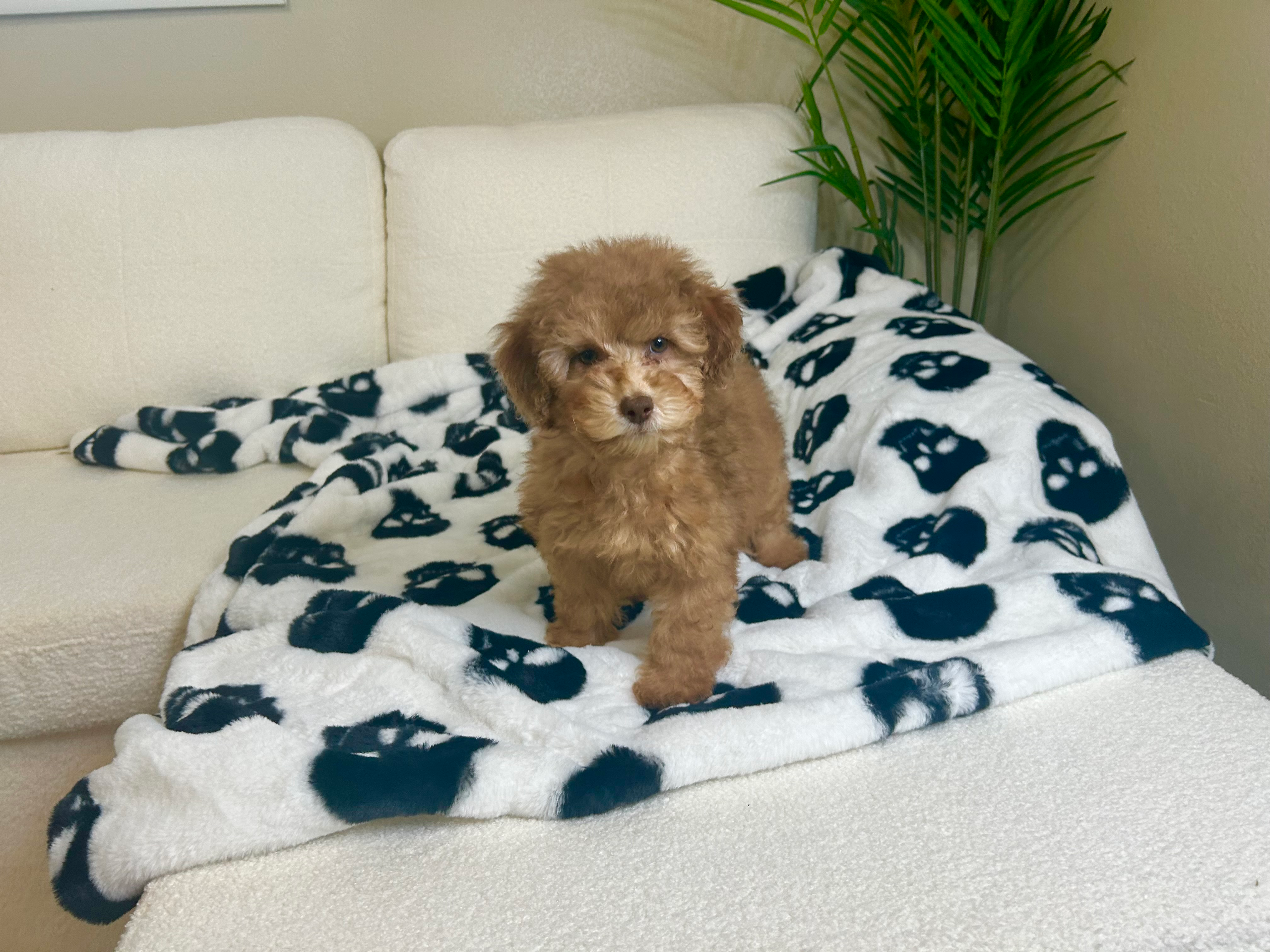 Best Poodle Baby