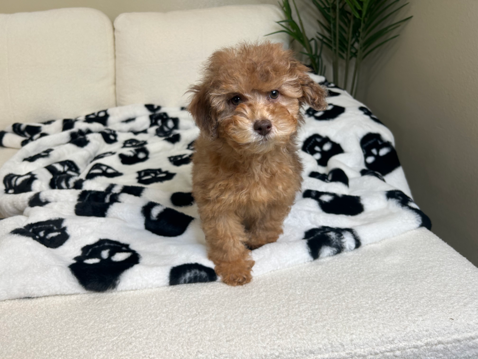 Poodle Puppy for Adoption