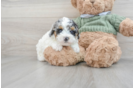 Poodle Puppy for Adoption