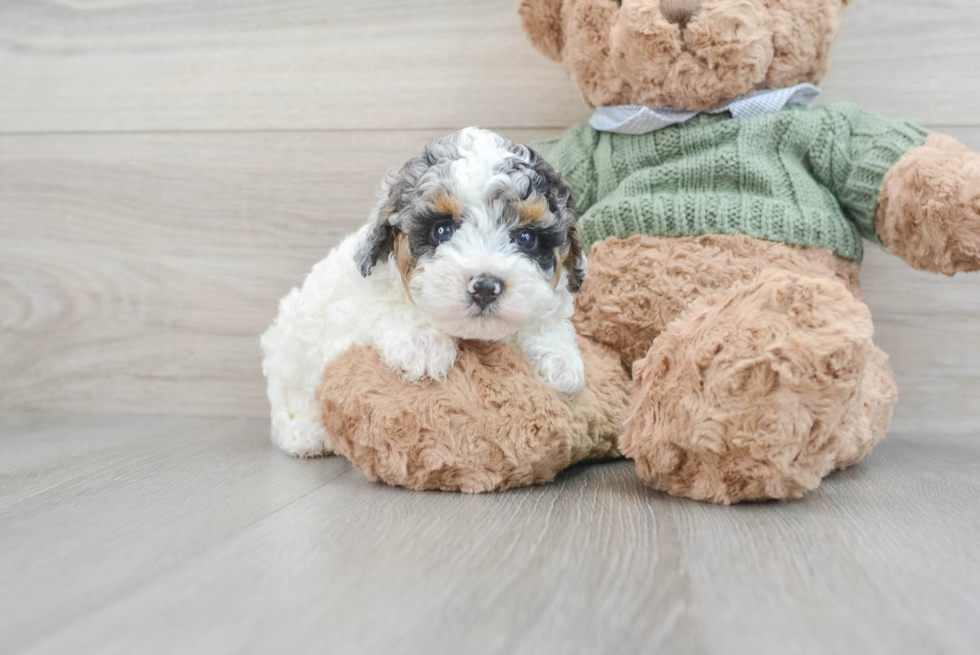 Poodle Puppy for Adoption