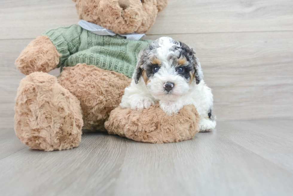 Best Poodle Baby