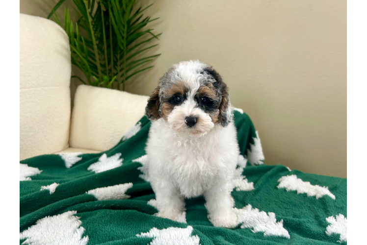 Poodle Pup Being Cute