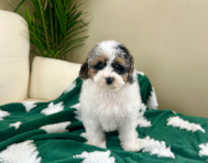 10 week old Poodle Puppy For Sale - Lone Star Pups