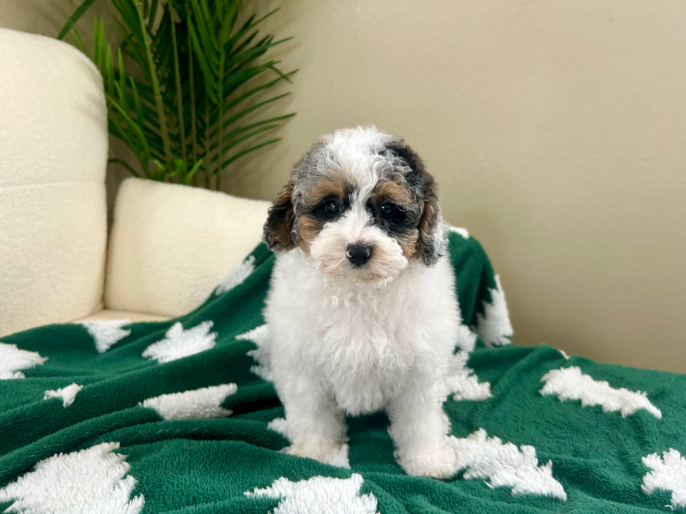 Poodle Pup Being Cute