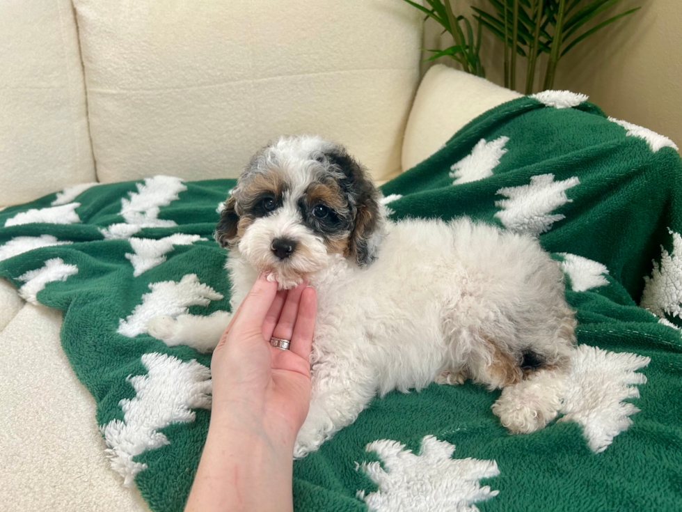 Cute Poodle Baby