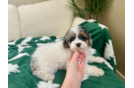 Poodle Puppy for Adoption