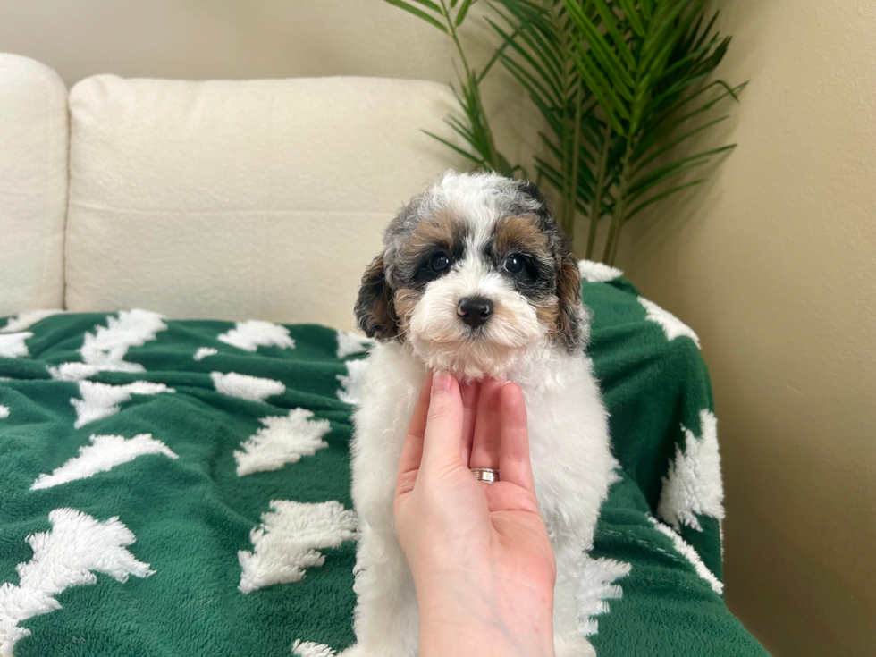 Best Poodle Baby