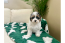 Cute Poodle Purebred Pup