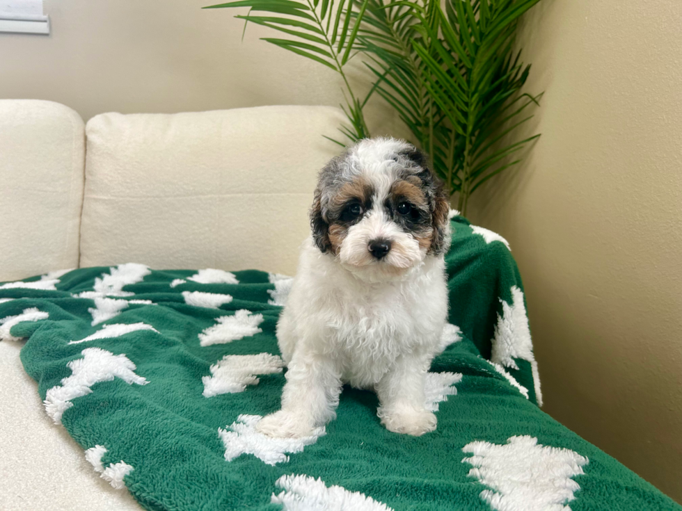 Cute Poodle Purebred Pup