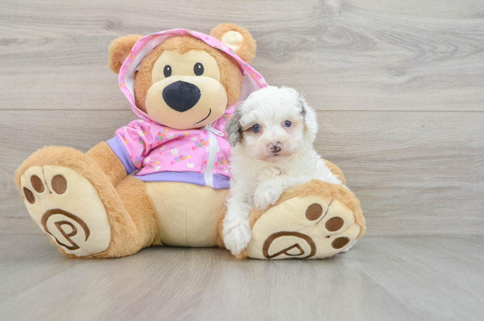 7 week old Poodle Puppy For Sale - Lone Star Pups