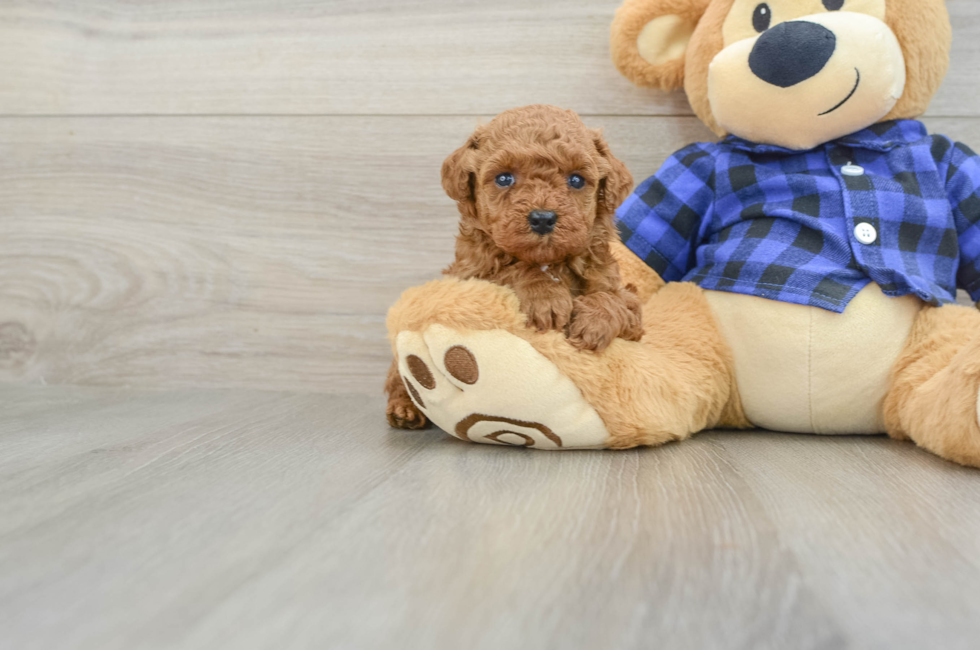 5 week old Poodle Puppy For Sale - Lone Star Pups