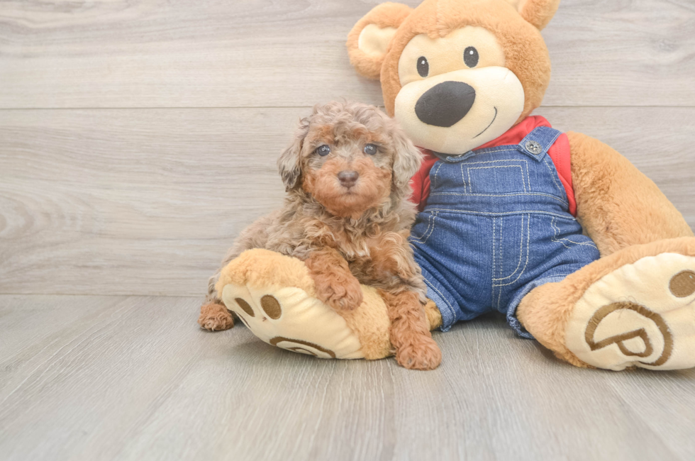 6 week old Poodle Puppy For Sale - Lone Star Pups