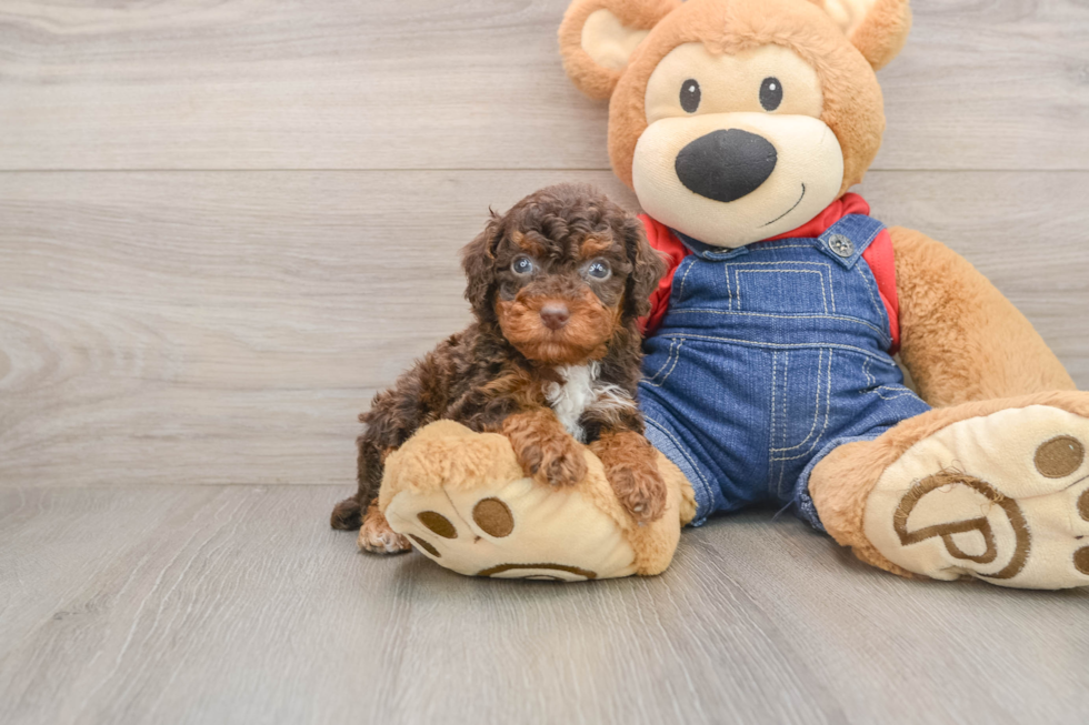 Akc Registered Poodle Purebred Pup
