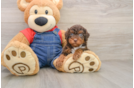 Adorable Pudel Purebred Puppy
