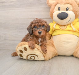 7 week old Poodle Puppy For Sale - Lone Star Pups