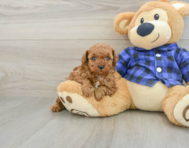 6 week old Poodle Puppy For Sale - Lone Star Pups