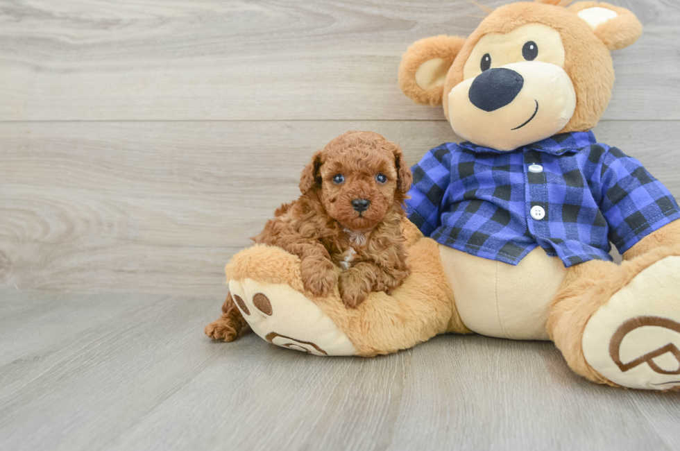 5 week old Poodle Puppy For Sale - Lone Star Pups