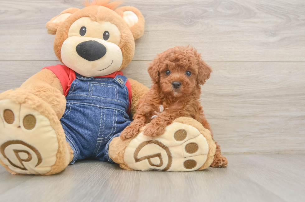 6 week old Poodle Puppy For Sale - Lone Star Pups