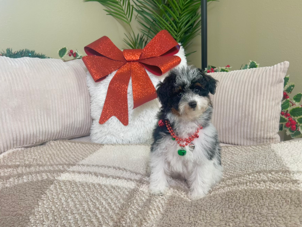 Poodle Puppy for Adoption