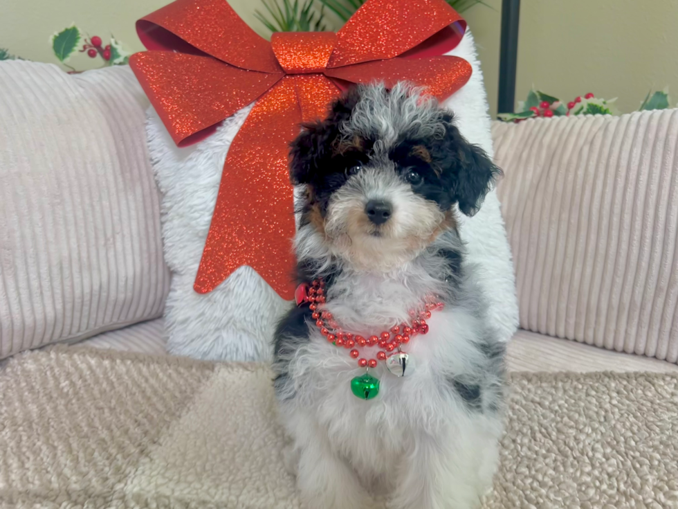 Cute Poodle Purebred Pup